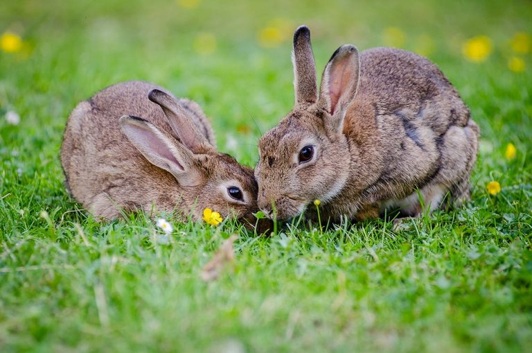 2 Rabbits Eating Grass at Daytime.jpg