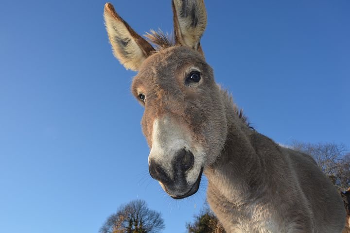 donkey-2996965__480.jpg