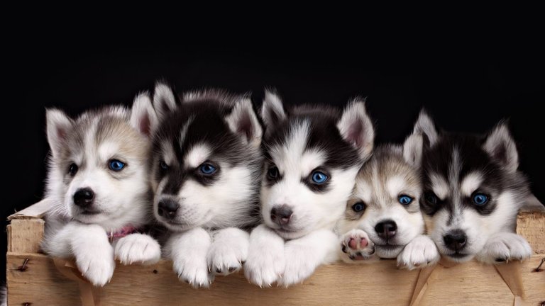 huskybabies.jpg