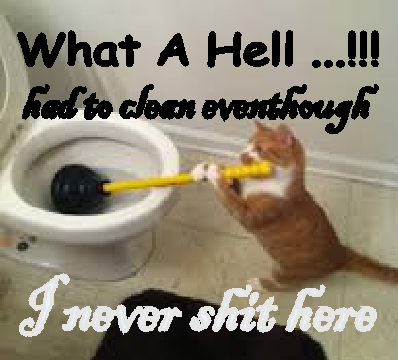 toiletcat.png