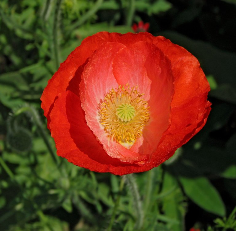 Red_Poppy_Papaver_Flower_Center_2104px.jpg