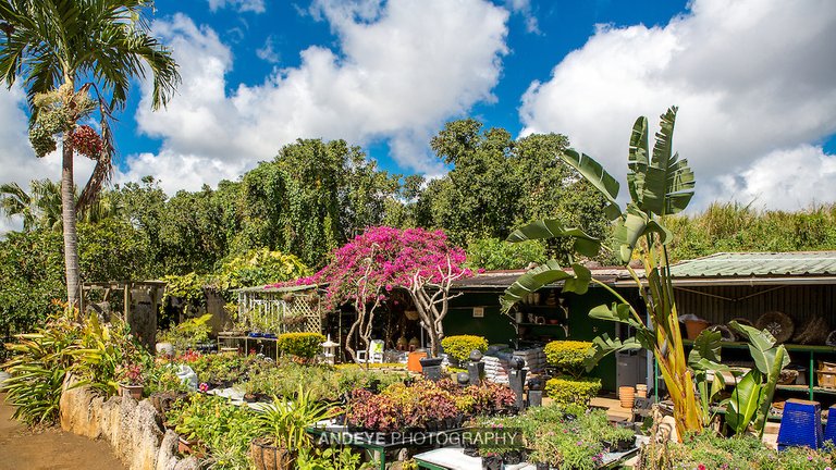 Vaneron-Garden-Center-Mauritius-5D3A9558.jpg