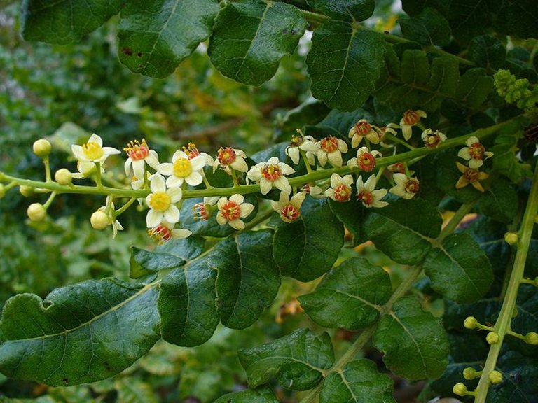 Boswellia.jpg