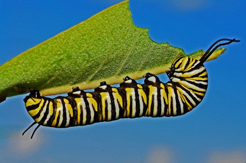 caterpillar-562104_1280.jpg