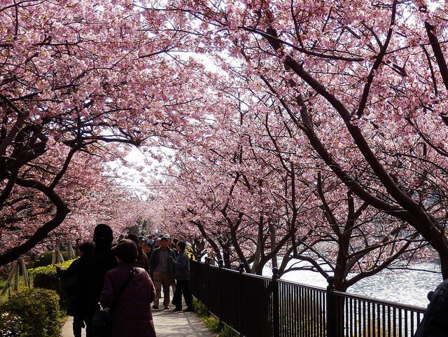 kawazu_zakura_sakura_matsuri_japan.jpg