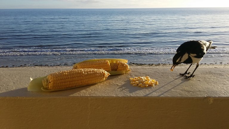 4-corn-seafront.jpg