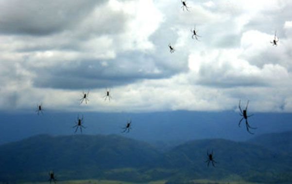 lluvia de arañas.jpg