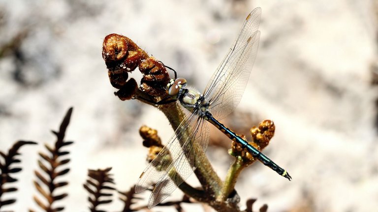 Hemicordulia tau Dragonfly n2 Narawntapu NP 2017-11-01.jpg