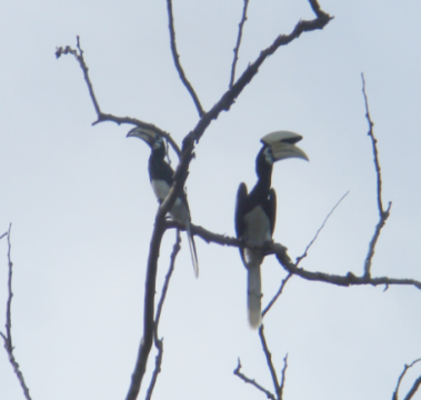 hornbill 2.png