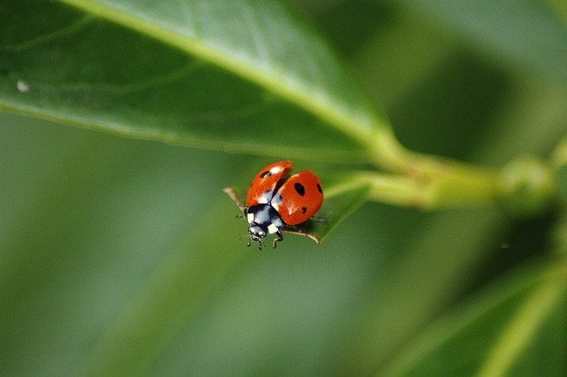 kumbang kecil.jpg