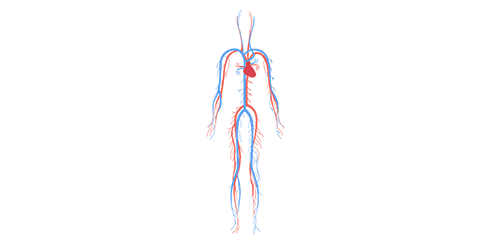 aa2b1f1d54ffca3b5abf9dcd0af187ad-salud-sistema-circulatorio-sangre-cuerpo-humano-by-vexels.png