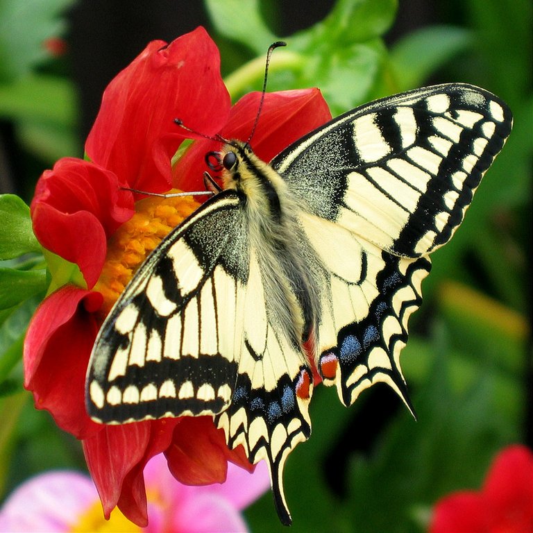 Fesoj_-_Papilio_machaon_(by).jpg