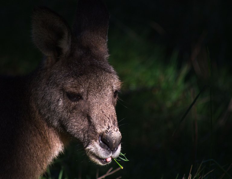 ArthursSeatKangarooHeadshotGrass.jpg