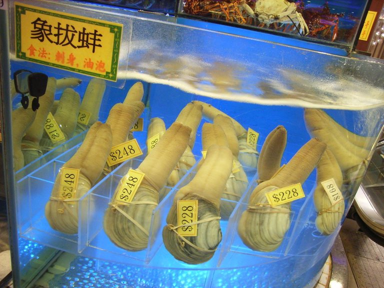 HK_seafood_Elephant_Trunk_Clam.jpg