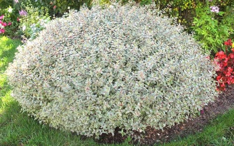 picture-abelia-confetti.jpg