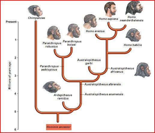 3cefc8408cb375b63ef1427672e3fe1e--human-evolution-tree-human-evolution-timeline.jpg