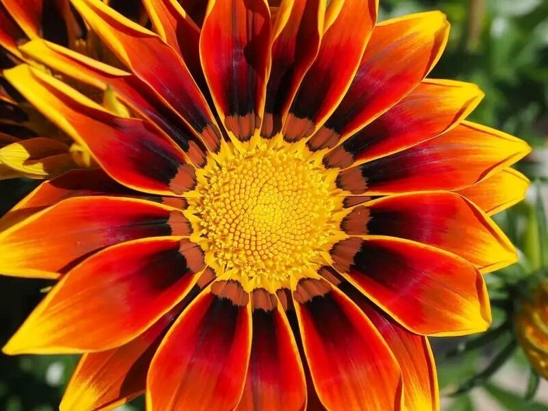 gazania~2.jpg