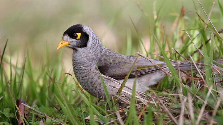 Noisy Miner 1.jpg