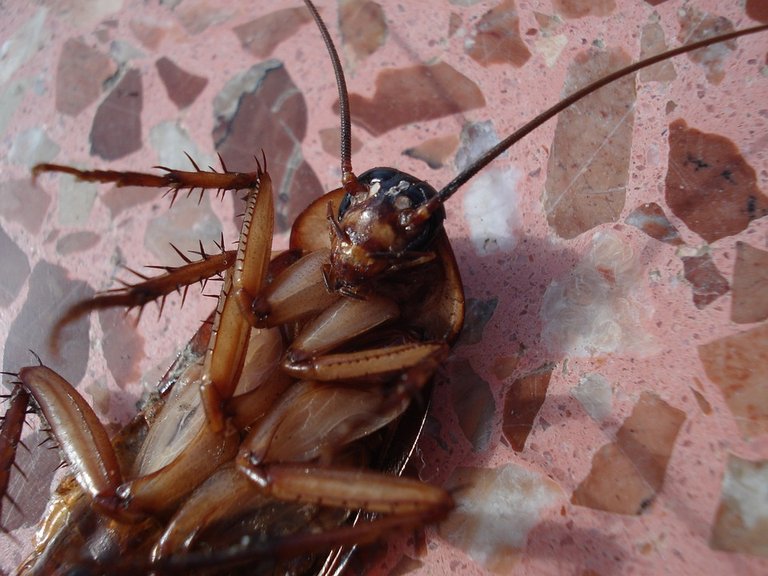 cockroach-15093_960_720.jpg