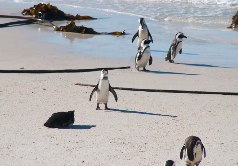 Penguin on Sea Beach.png