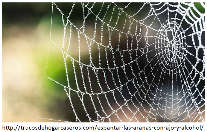 ARAÑA.png