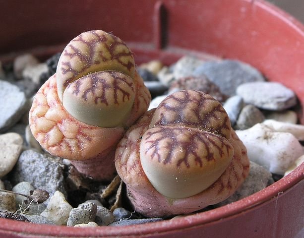 613px-Lithops_bromfieldii_IB_1.jpg