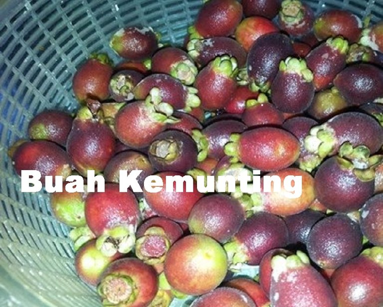 Buah-Kemunting.jpg