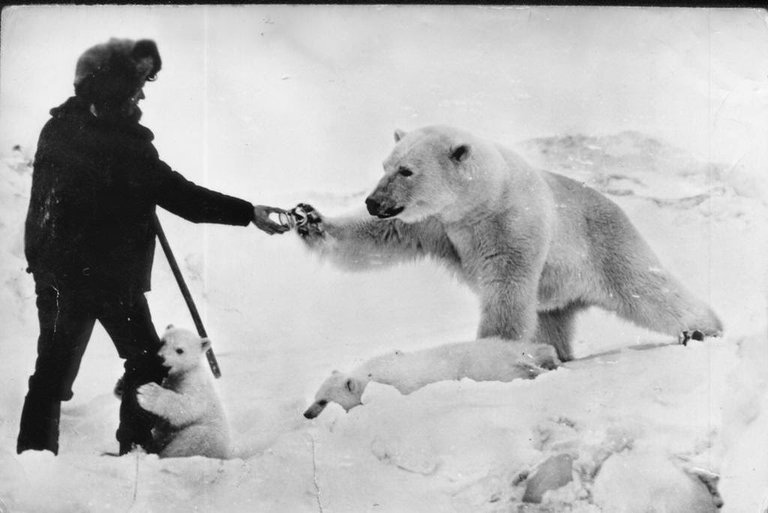 Feeding polar bears from a tank, 1950 (4).jpg