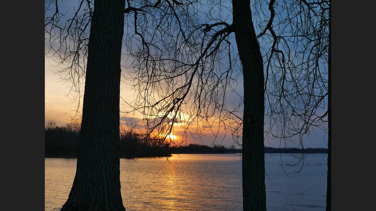 P1020259_PS_Trees_Sunset.jpg