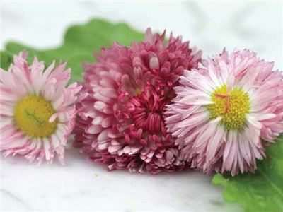 Flower-Rose-Ball-English-Daisy-FL297-web.jpg