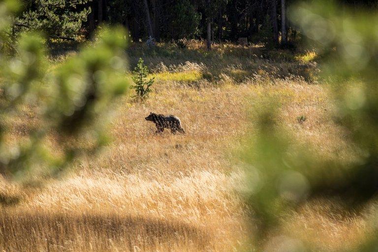 Yellowstone 18.jpg