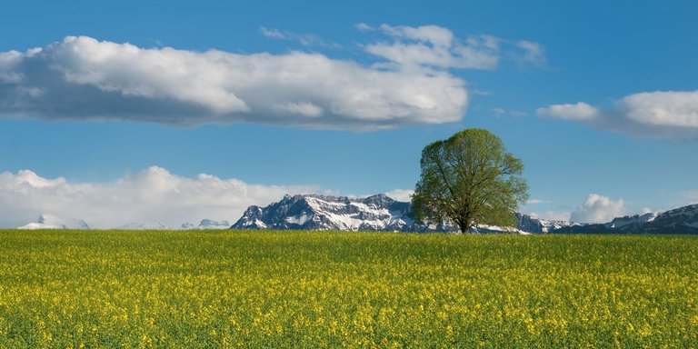 tree-field-oilseed-rape-summer-68676.jpeg