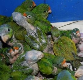 pollos de pericos 1.jpg