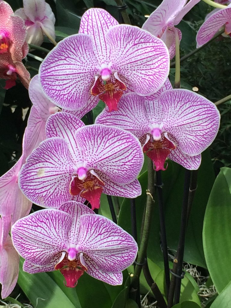 Purple Orchid.jpg