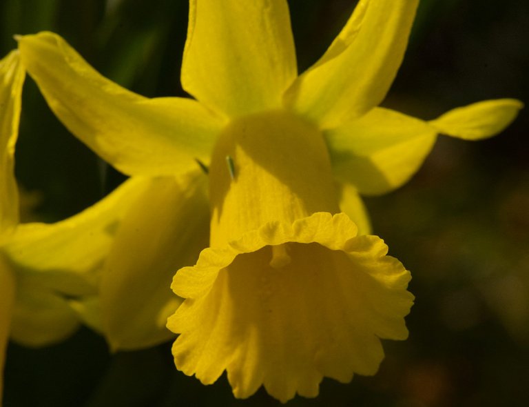 daffodil3.jpg