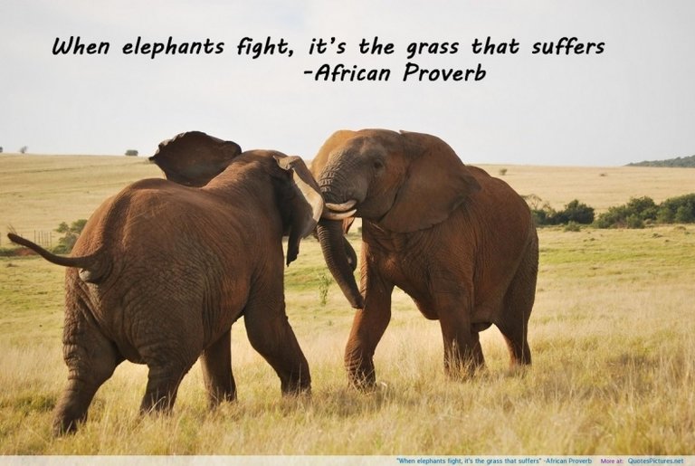 elephant-quotes-elephant-sayings-elephant-picture-quotes.jpg