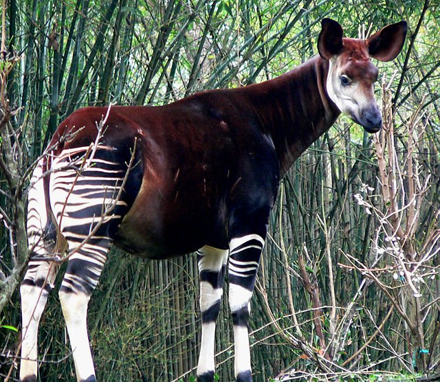 640px-Okapi2.jpg