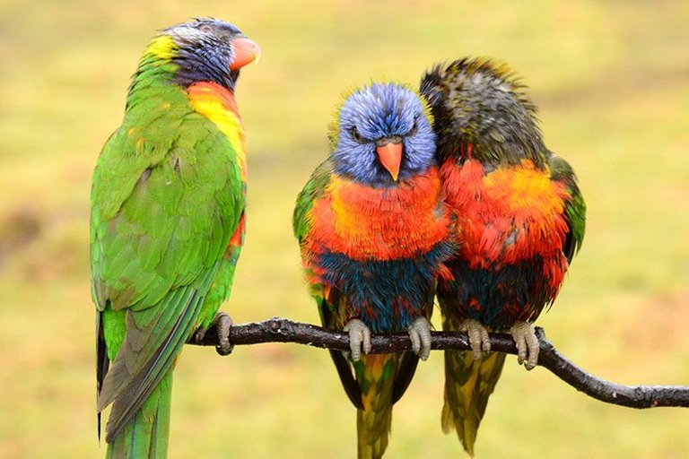 lorikeet4.jpg