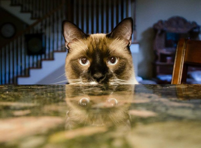 digby reflection countertop.jpg