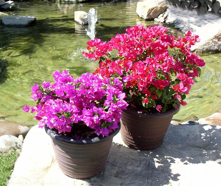 Bambino Bougainvillea.JPG