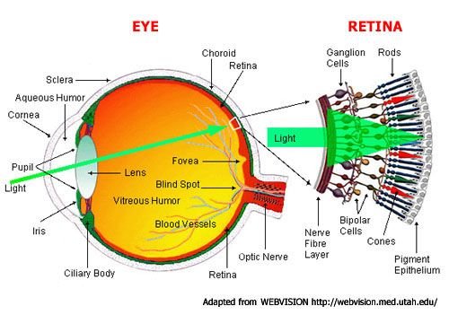 eye_anatomy.jpg