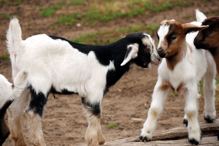 goat_kids_004.JPG