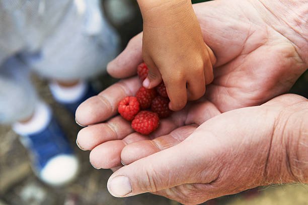 grandfather-sharing-raspberries-with-grandson-picture-id480813505.jpg