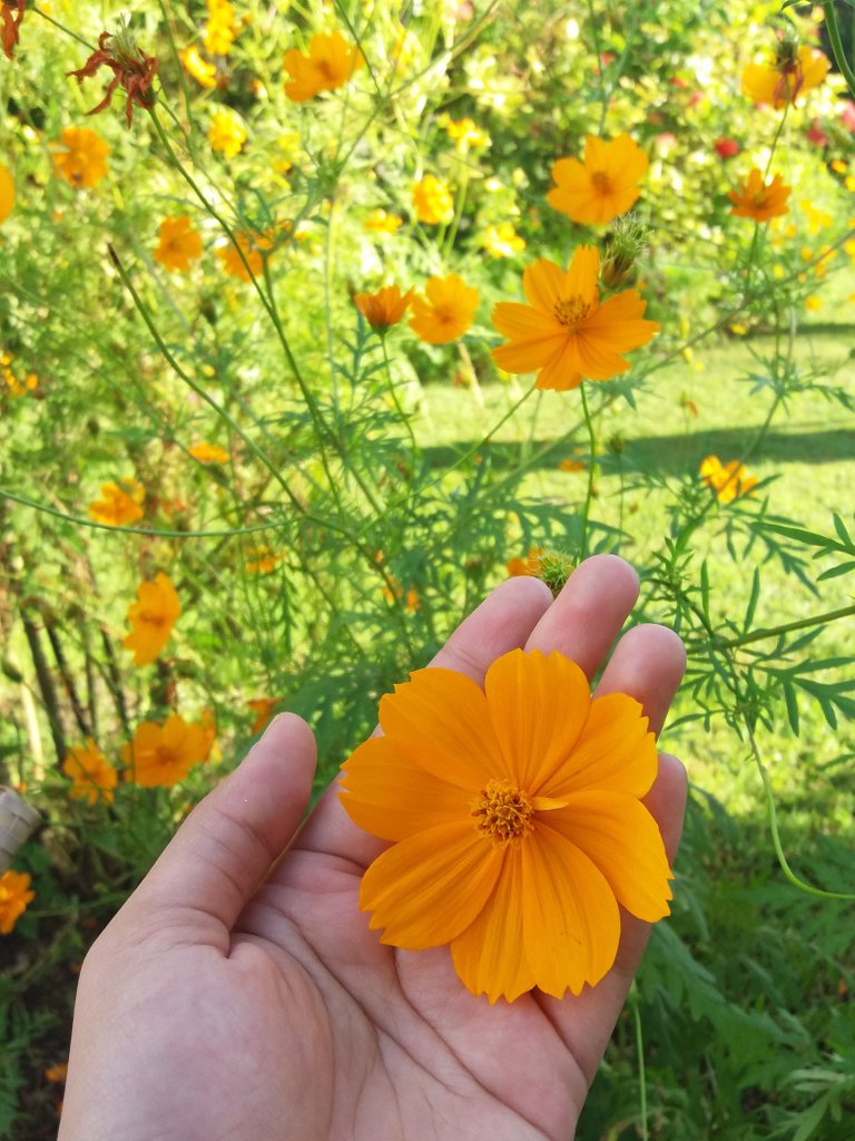 Yellow Flower.jpg