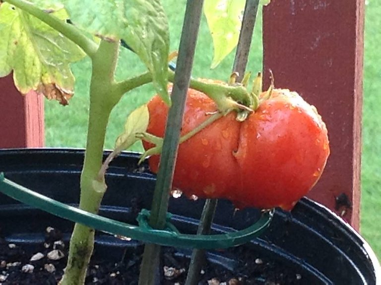 verano creciendo tomates.jpg