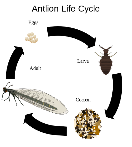 424px-Antlion_life_cycle.png