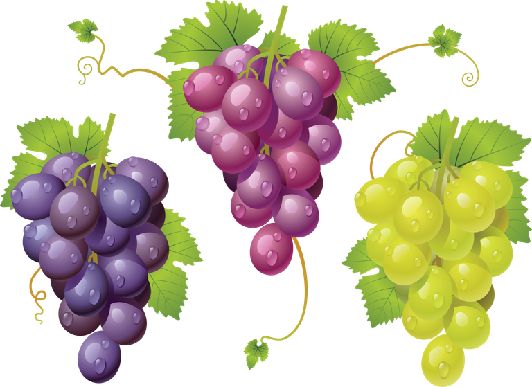 grape_PNG2994 (1).png