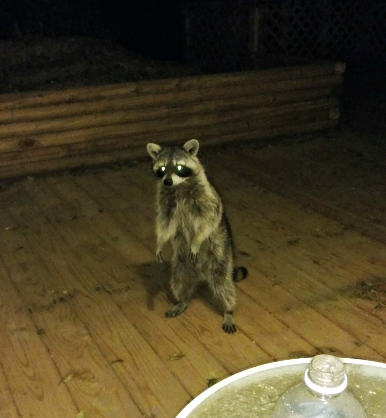 raccoon_approach.jpg