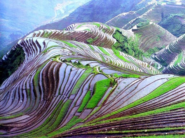 rice_fields_thailand_15495.jpg