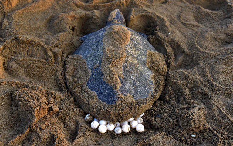 170921-sea-turtle-eggs-bangladesh-njs-1119a_31cf8ef3430369f801e1edd52bb32ff2.nbcnews-ux-2880-1000.jpg